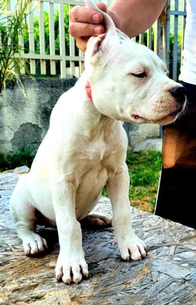 dogo argentino | Foto 1