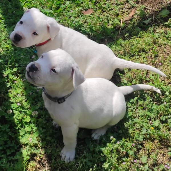 dogo argentino | Foto 0