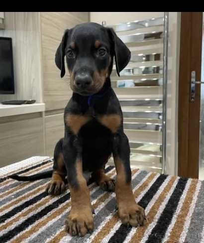 adozione di dobermann cuccioli