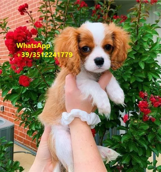  cuccioli di cavalier king charles
