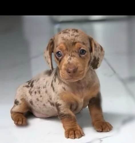 cuccioli bassotto nano