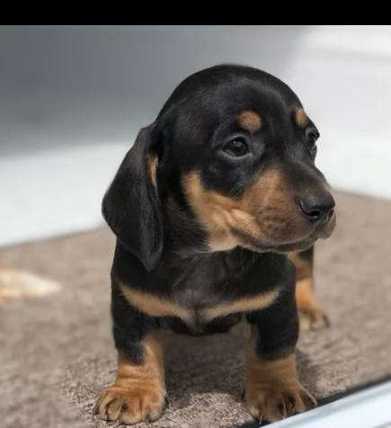 cuccioli bassotto nano | Foto 0