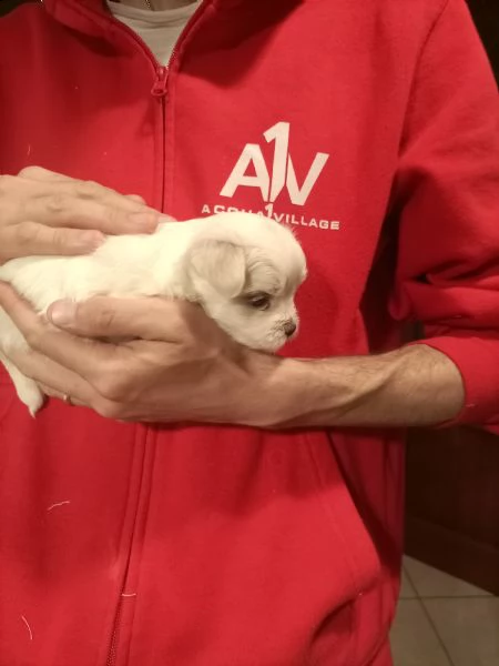 vendo cuccioli maltese toy con pedigree | Foto 3
