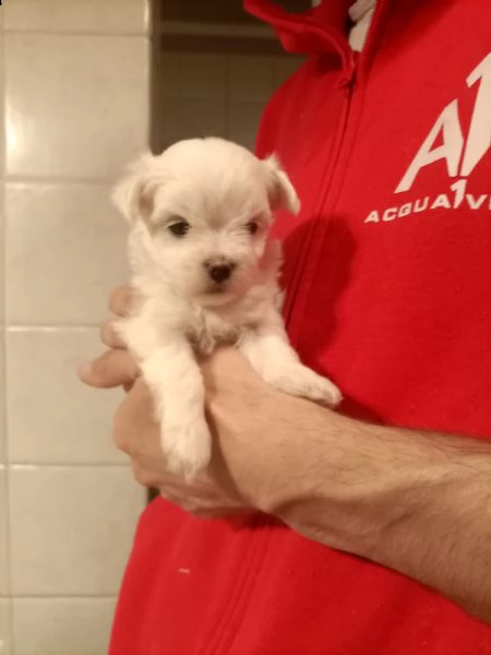 vendo cuccioli maltese toy con pedigree | Foto 2