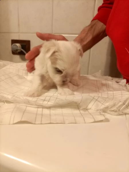 vendo cuccioli maltese toy con pedigree | Foto 1