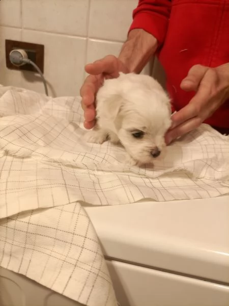 vendo cuccioli maltese toy con pedigree | Foto 0