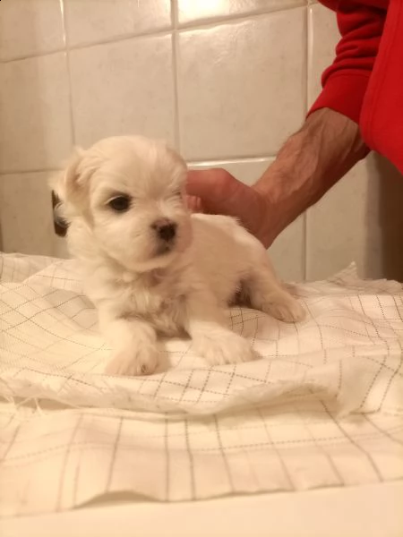 vendo cuccioli maltese toy con pedigree
