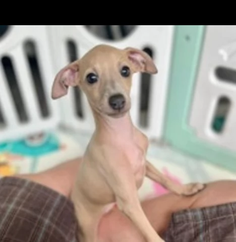 vendita cuccioli levriero italiano