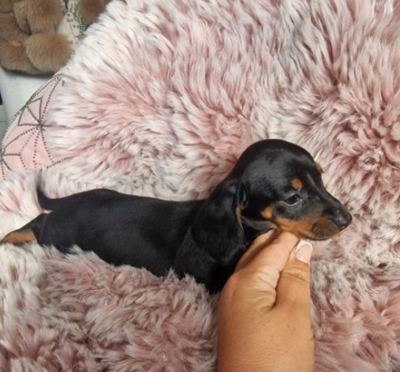 bassotto portachiavi bassotto regali per il proprietario degli amanti del bassotto, regali per il proprietario di animali domestici, regali per cani, 10 7/8, Acciaio inossidabile