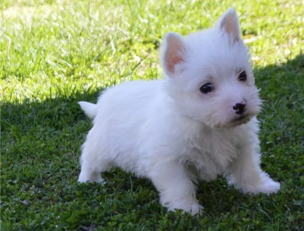  regalo west highland cuccioli meravigliosi  