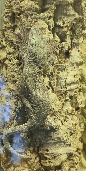 femmina gehyra marginata adulta 