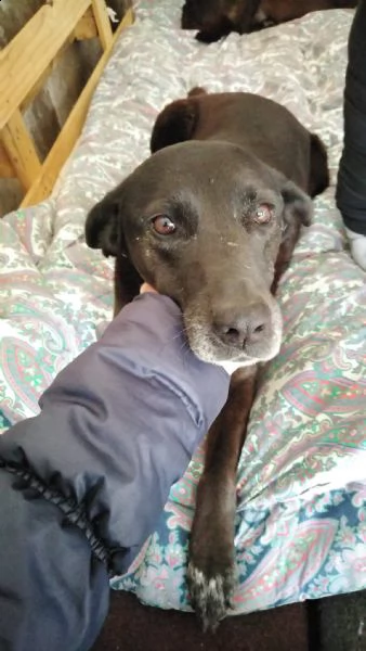 cagnolina cerca adozione  | Foto 3