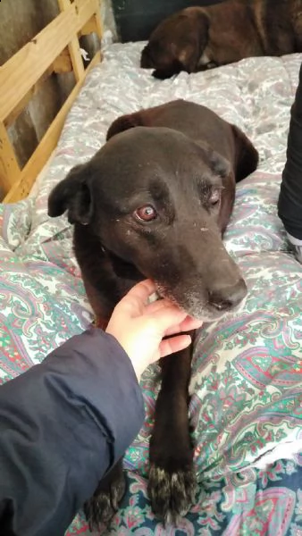 cagnolina cerca adozione 