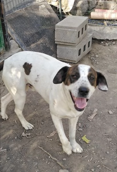 Cagnolino in regalo  | Foto 0