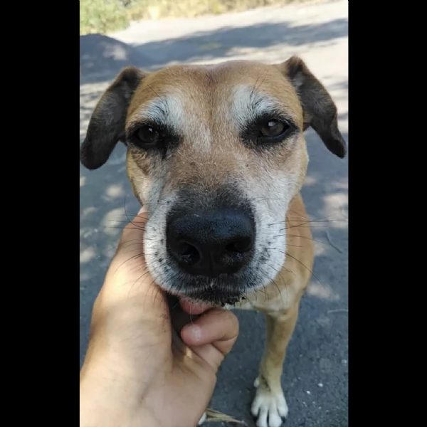 Cagnolino piccola taglia 