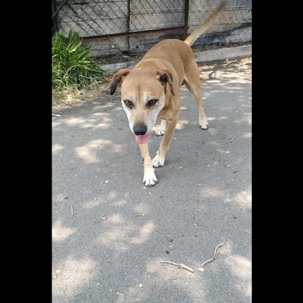 Cagnolino piccola taglia  | Foto 1