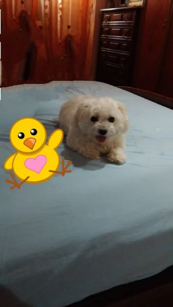 Maltese in regalo adozione 