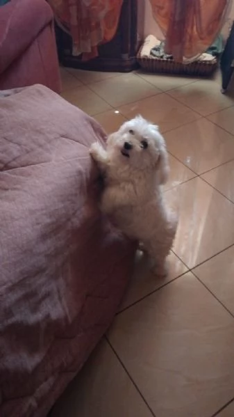 Maltese in regalo adozione  | Foto 1
