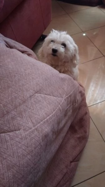 Maltese in regalo adozione  | Foto 0