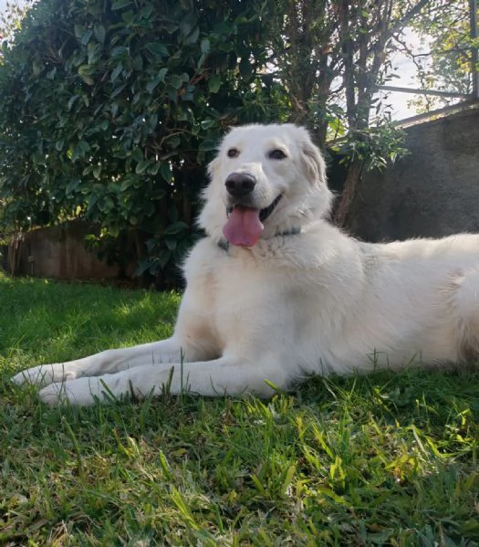 Cagnolina meravigliosa | Foto 2