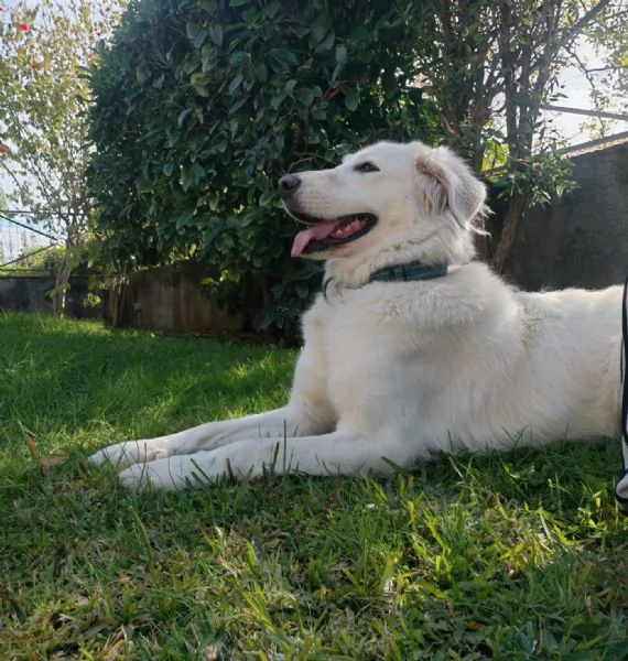 Cagnolina meravigliosa | Foto 1