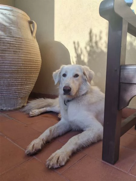 Cagnolina meravigliosa