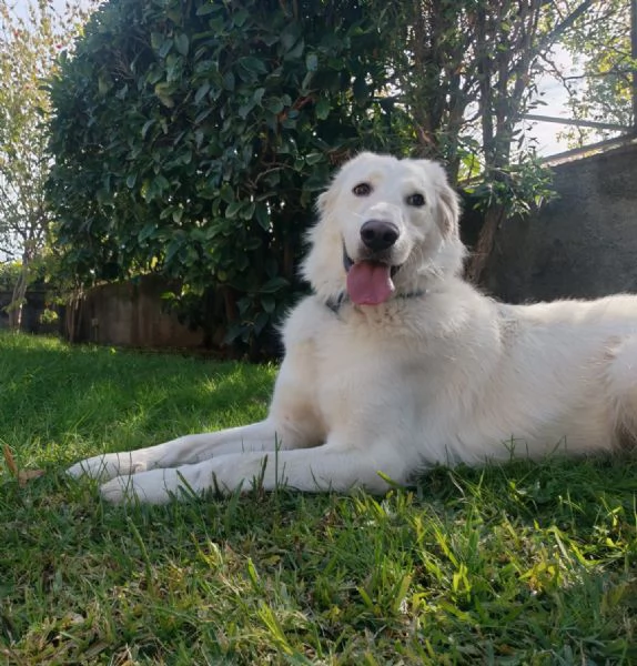 Cagnolina meravigliosa | Foto 0