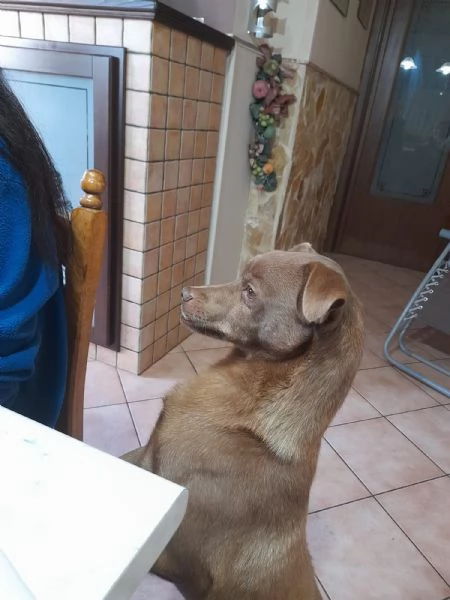 Cagnolino cerca adozione  | Foto 1