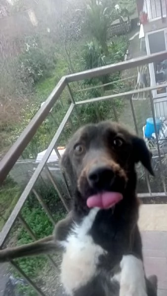 Cagnolina in cerca di Adozione  | Foto 0