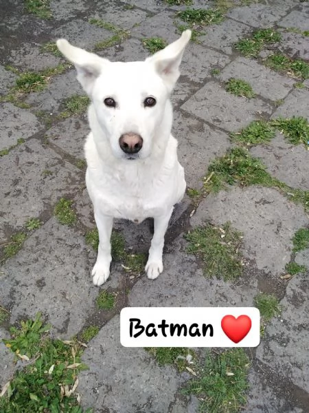 Cagnolino cerca adozione  | Foto 0