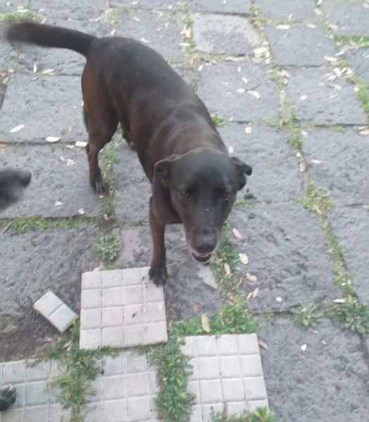 Cagnolina cerca famiglia  | Foto 1