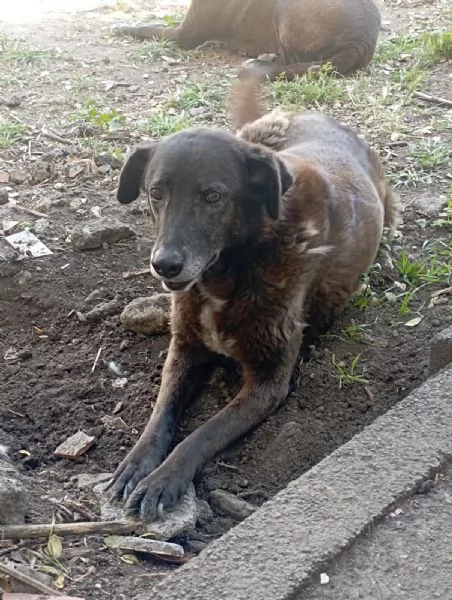 Cagnolina in Adozione  | Foto 2