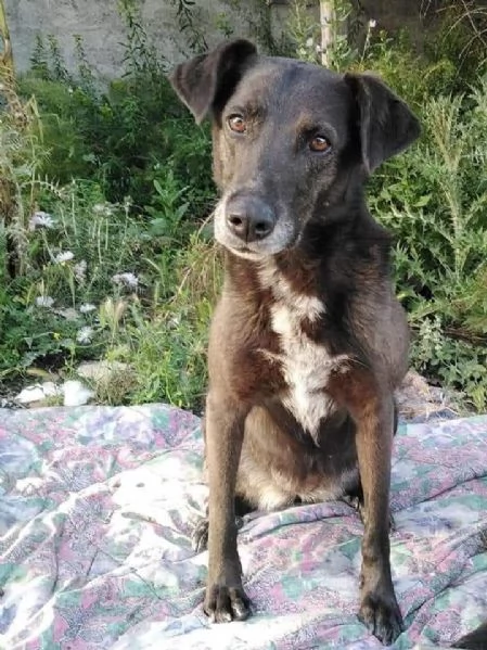 Cagnolina in Adozione  | Foto 1