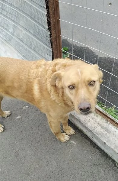 Cagnolino cerca adozione  | Foto 2