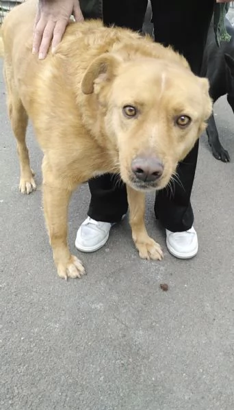 Cagnolino cerca adozione  | Foto 0