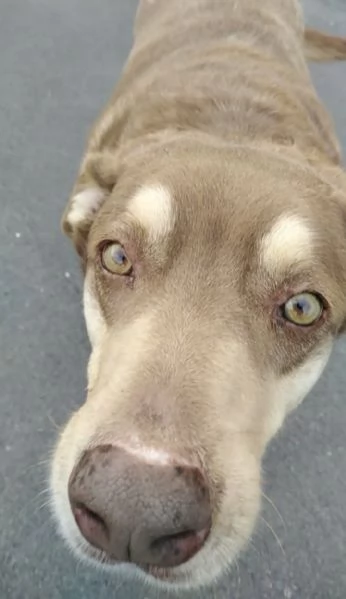 Cagnolino cerca adozione  | Foto 0