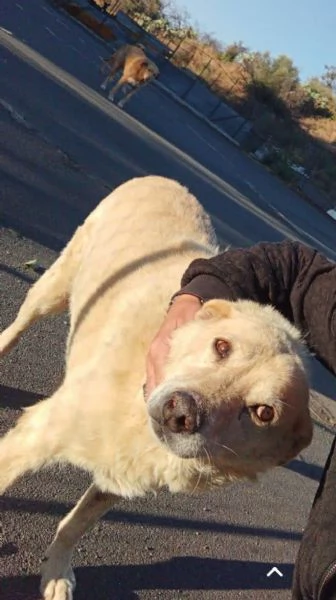 Cagnolino cerca casa  | Foto 1