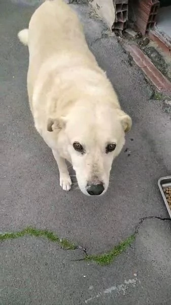 Cagnolino cerca casa  | Foto 0