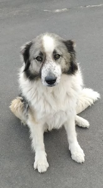 Cagnolina cerca Adozione  | Foto 0