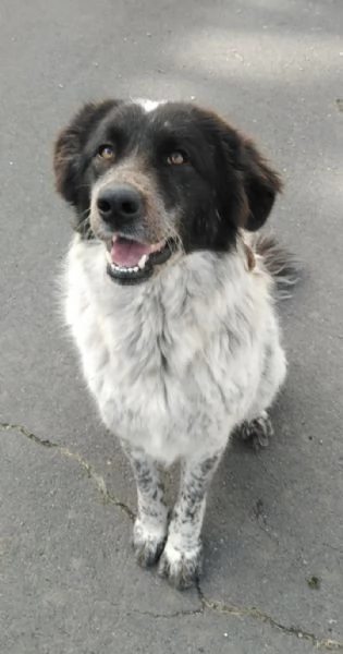 Cagnolina in Adozione  | Foto 0