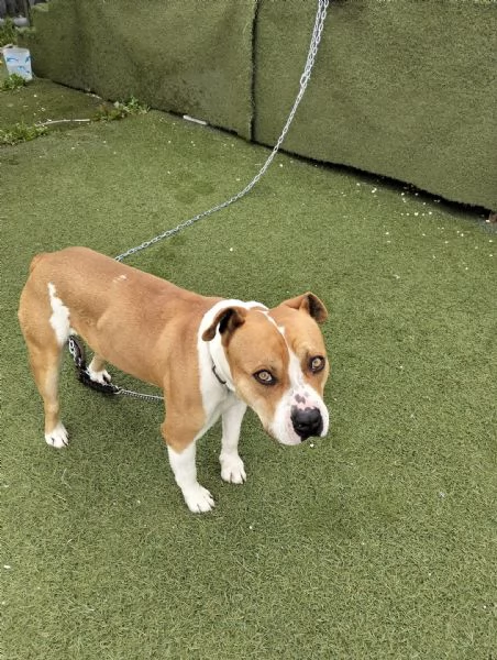 Cerca adozione urgente  | Foto 4