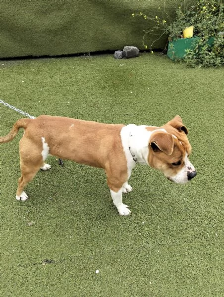 Cerca adozione urgente  | Foto 3