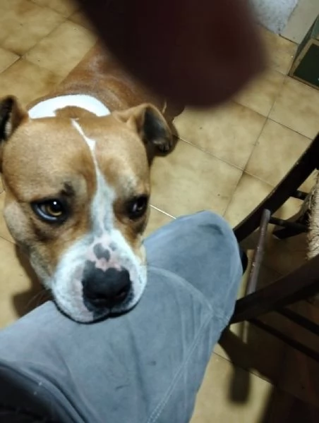 Cerca adozione urgente 