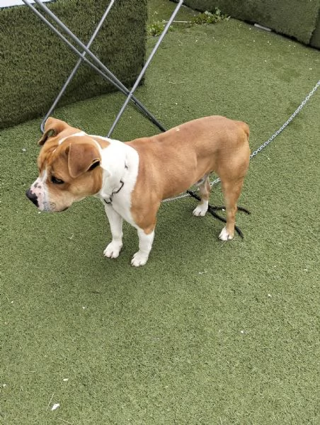 Cerca adozione urgente  | Foto 2