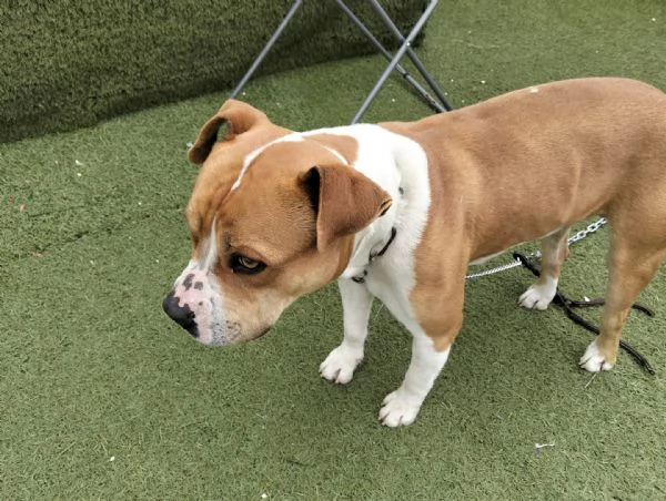 Cerca adozione urgente  | Foto 1