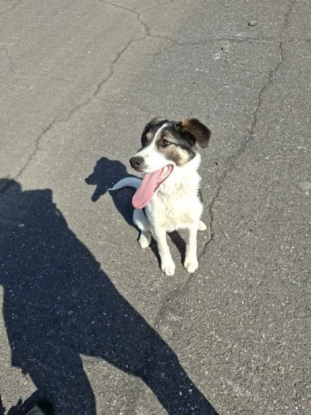 Cucciola cerca adozione 