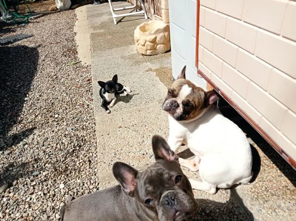 buldog francese