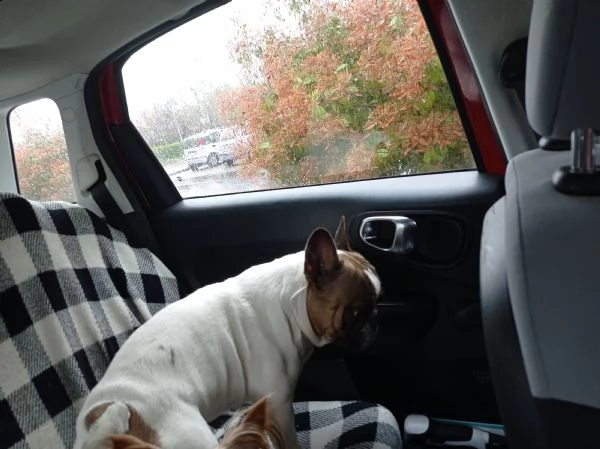 buldog francese | Foto 0