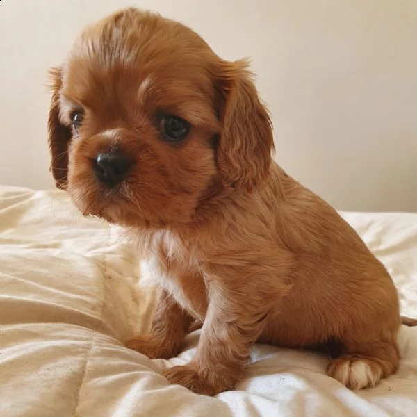 cavalier king pedigree enci  | Foto 0