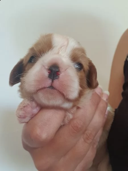 cavalier king pedigree enci 